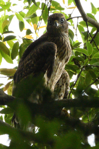 トリミング 2021/6月 SIGMA150-600C+D500 600mm F8 ss1/800 ISO800