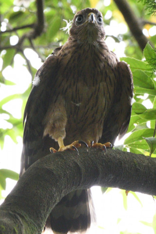 トリミング 2021/6月 SIGMA150-600C+D500 600mm F8 ss1/200 ISO720