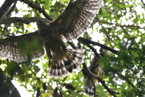 トリミング 2021/6月 SIGMA150-600C+D500 600mm F8 ss1/640 ISO400 AF-C シングル