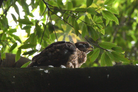 2021/6月 SIGMA150-600C+D500 600mm F8 ss1/640 ISO4000