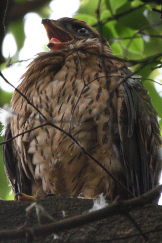2021/6月 SIGMA150-600C+D500 600mm F8 ss1/160 ISO1100 AF-C シングル