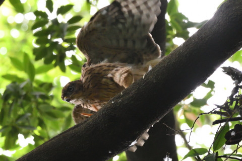 2021/6月 SIGMA150-600C+D500 500mm F8 ss1/160 ISO4000 AF-C シングル