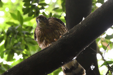 2021/6月 SIGMA150-600C+D500 500mm F8 ss1/160 ISO4000 AF-C シングル