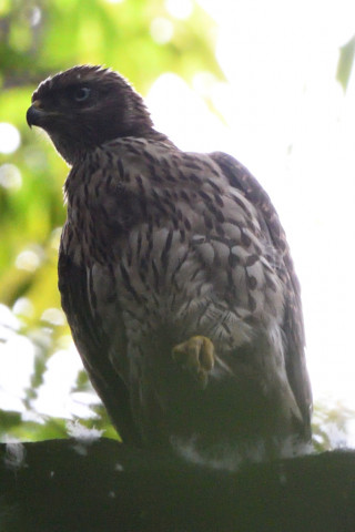 2021/6月 SIGMA150-600C+D500 500mm F6.3 ss1/160 ISO2200