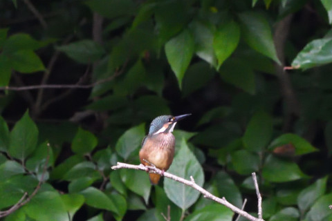 トリミング 2021/6月 SIGMA150-600C+D500 600mm F8 ss1/400 ISO3600