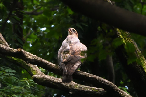 トリミング 2021/7月 SIGMA150-600C+D500 600mm F8 ss1/320 ISO4000