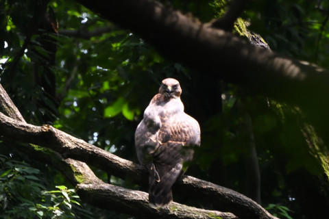 トリミング 2021/7月 SIGMA150-600C+D500 600mm F8 ss1/320 ISO2000