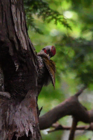 トリミング 2021/7月 SIGMA150-600C+D500 600mm F8 ss1/400 ISO4000