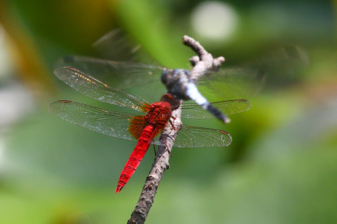 トリミング 2021/7月 SIGMA150-600C+D500 600mm F8 ss1/640 ISO1000