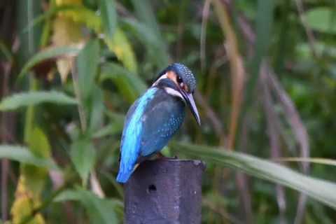 トリミング 2021/7月 SIGMA150-600C+D500 600mm F8 ss1/1000 ISO4000