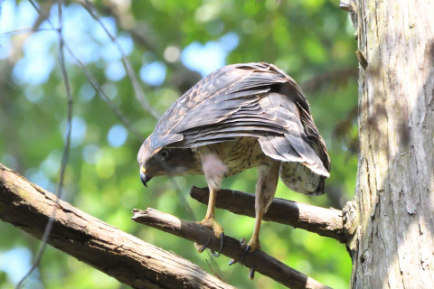 トリミング 2021/7月 SIGMA150-600C+D500 600mm F8 ss1/1250 ISO4000