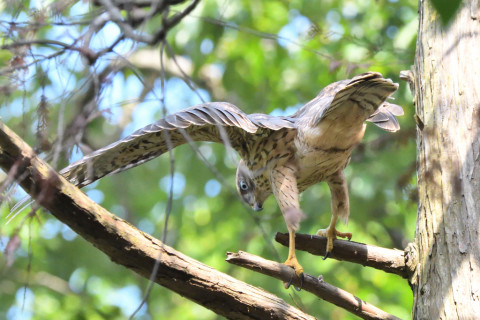 トリミング 2021/7月 SIGMA150-600C+D500 600mm F8 ss1/1250 ISO4000