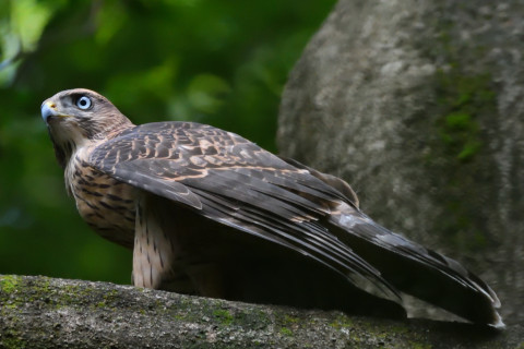 トリミング 2021/7月 SIGMA150-600C+D500 600mm F8 ss1/640 ISO4000