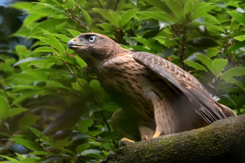 トリミング 2021/7月 SIGMA150-600C+D500 600mm F8 ss1/640 ISO4000