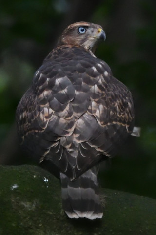 トリミング 2021/7月 SIGMA150-600C+D500 600mm F8 ss1/500 ISO4000 AF-C シングル