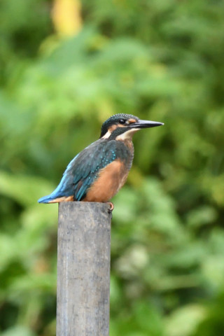 トリミング 2021/7月 SIGMA150-600C+D500 600mm F8 ss1/250 ISO1400