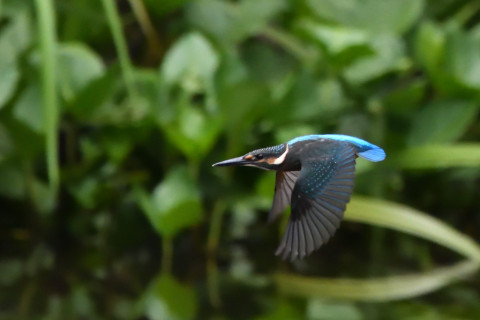 トリミング 2021/7月 SIGMA150-600C+D500 600mm F8 ss1/1250 ISO4000 AF-C シングル