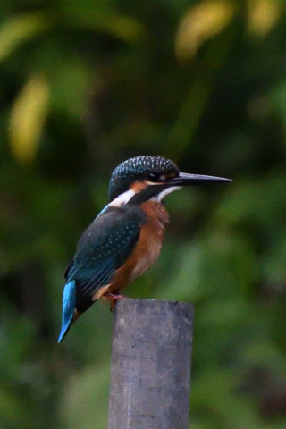 トリミング 2021/7月 SIGMA150-600C+D500 600mm F8 ss1/1250 ISO4000