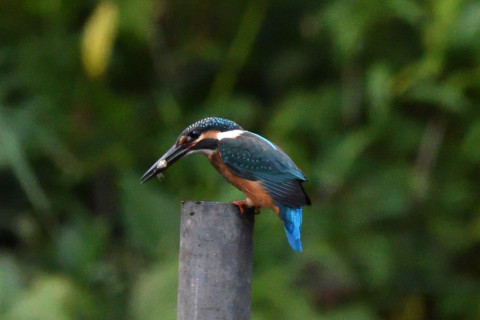 トリミング 2021/7月 SIGMA150-600C+D500 600mm F8 ss1/1250 ISO4000 AF-C シングル