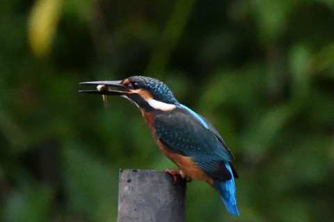 トリミング 2021/7月 SIGMA150-600C+D500 600mm F8 ss1/1250 ISO4000 AF-C シングル