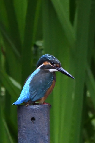 トリミング 2021/7月 SIGMA150-600C+D500 600mm F8 ss1/1250 ISO4000