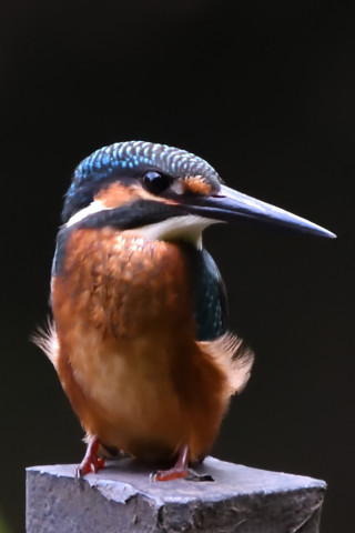 トリミング 2021/7月 SIGMA150-600C+D500 600mm F8 ss1/160 ISO4000