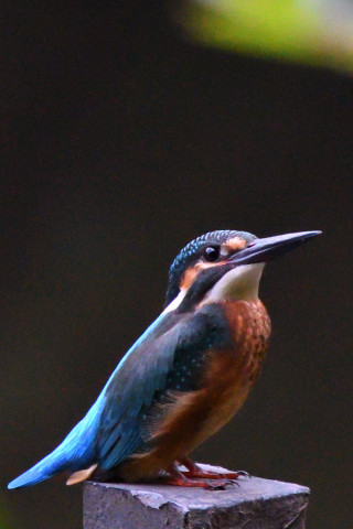 トリミング 2021/7月 SIGMA150-600C+D500 600mm F8 ss1/1250 ISO4000