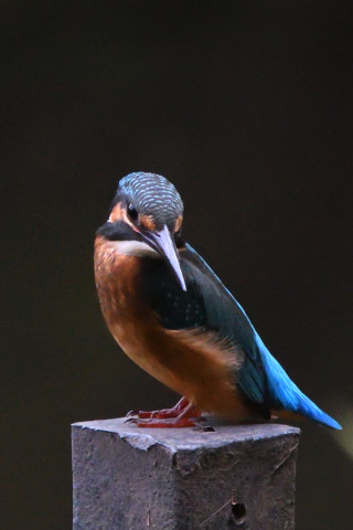 トリミング 2021/7月 SIGMA150-600C+D500 600mm F8 ss1/1250 ISO4000