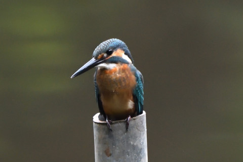 トリミング 2021/7月 SIGMA150-600C+D500 600mm F8 ss1/500 ISO4000