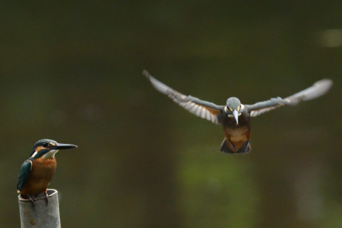 トリミング 2021/7月 SIGMA150-600C+D500 460mm F8 ss1/1250 ISO4000