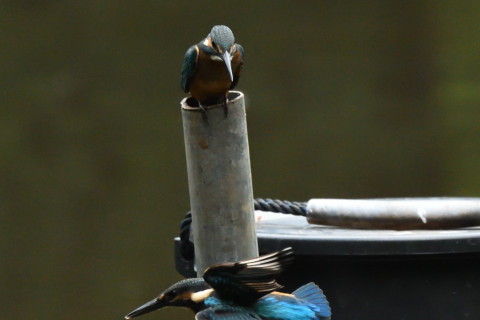 トリミング 2021/7月 SIGMA150-600C+D500 460mm F8 ss1/1250 ISO4000