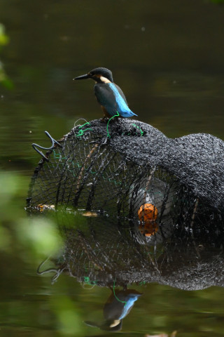 トリミング 2021/7月 SIGMA150-600C+D500 460mm F8 ss1/1250 ISO4000