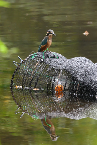 トリミング 2021/7月 SIGMA150-600C+D500 350mm F8 ss1/200 ISO2200