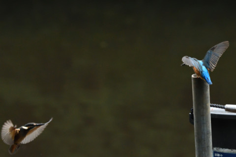 トリミング 2021/7月 SIGMA150-600C+D500 420mm F8 ss1/200 ISO4000 AF-C シングル