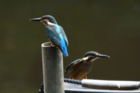 トリミング 2021/7月 SIGMA150-600C+D500 420mm F8 ss1/1250 ISO4000 AF-C シングル