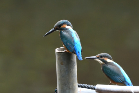 トリミング 2021/7月 SIGMA150-600C+D500 420mm F8 ss1/1250 ISO3600