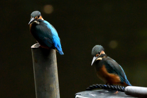 トリミング 2021/7月 SIGMA150-600C+D500 600mm F10 ss1/1250 ISO4000