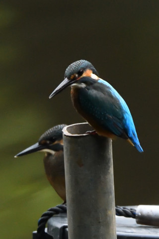 トリミング 2021/7月 SIGMA150-600C+D500 440mm F7.1 ss1/1250 ISO4000