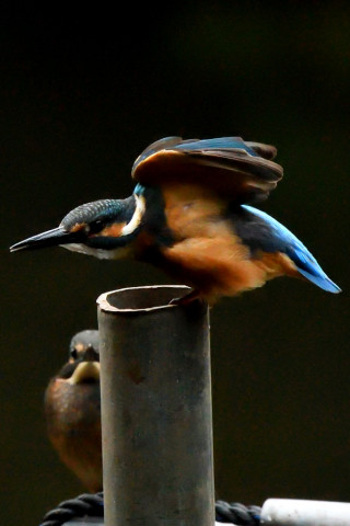 トリミング 2021/7月 SIGMA150-600C+D500 500mm F7.1 ss1/1250 ISO4000 AF-C 25点