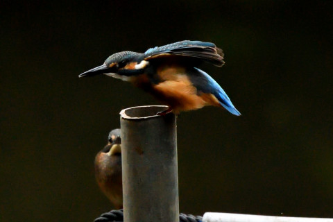 トリミング 2021/7月 SIGMA150-600C+D500 500mm F7.1 ss1/1250 ISO4000 AF-C 25点