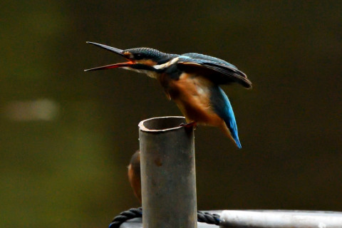 トリミング 2021/7月 SIGMA150-600C+D500 500mm F7.1 ss1/1250 ISO4000 AF-C 25点