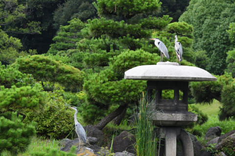 2021/7月 SIGMA150-600C+D500 150mm F8 ss1/800 ISO2500