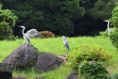 2021/7月 SIGMA150-600C+D500 250mm F8 ss1/800 ISO2800