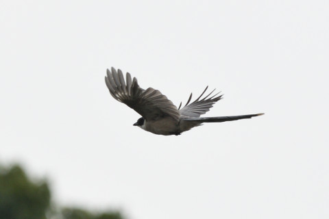 トリミング 2021/7月 SIGMA150-600C+D500 600mm F8 ss1/1600 ISO160 AF-C 25点