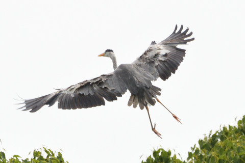 トリミング 2021/7月 SIGMA150-600C+D500 500mm F8 ss1/1000 ISO125 AF-C 25点