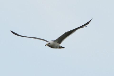 トリミング 2021/7月 SIGMA150-600C+D500 600mm F8 ss1/1250 ISO320 AF-C シングル