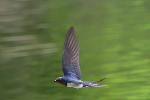 トリミング 2021/7月 SIGMA150-600C+D500 600mm F8 ss1/1250 ISO4000 AF-C シングル