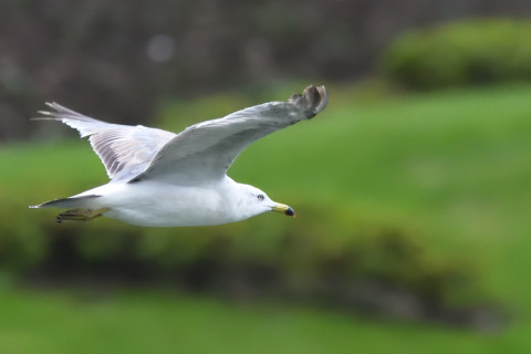 トリミング 2021/7月 SIGMA150-600C+D500 600mm F8 ss1/1250 ISO4000 AF-C グループエリア