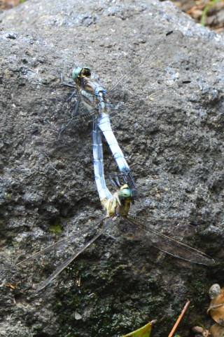 トリミング 2021/8月 SIGMA150-600C+D500 600mm F8 ss1/800 ISO2200 AF-C シングル