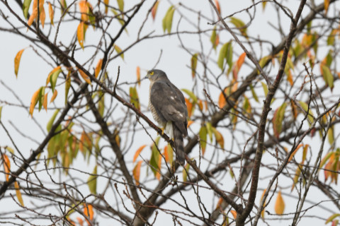 トリミング 2021/9月 SIGMA150-600C+D500 600mm F8 ss1/60 ISO100 AF-C
